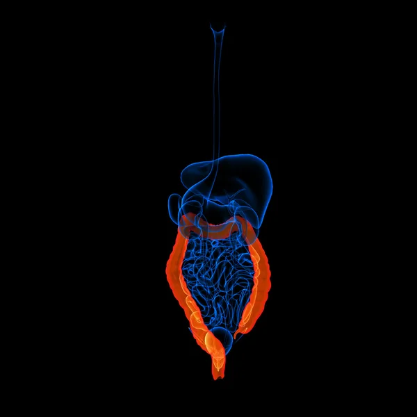 Sistema digestivo humano intestino grosso colorido vermelho - visão traseira — Fotografia de Stock