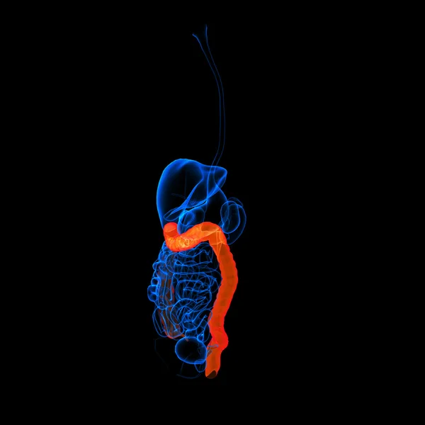 Sistema digestivo humano intestino grueso de color rojo - vista lateral — Foto de Stock