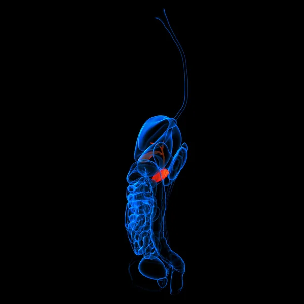 Ludzki układ pokarmowy trzustki czerwony kolorowy - widok z boku — Zdjęcie stockowe
