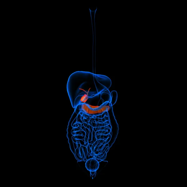 人体消化系统胰腺红色色-侧视图 — 图库照片