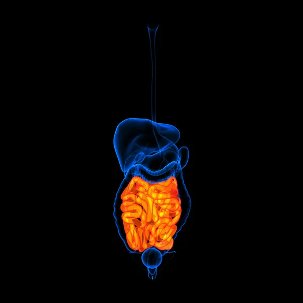 Sistema digestivo humano intestino delgado de cor vermelha - visão frontal — Fotografia de Stock