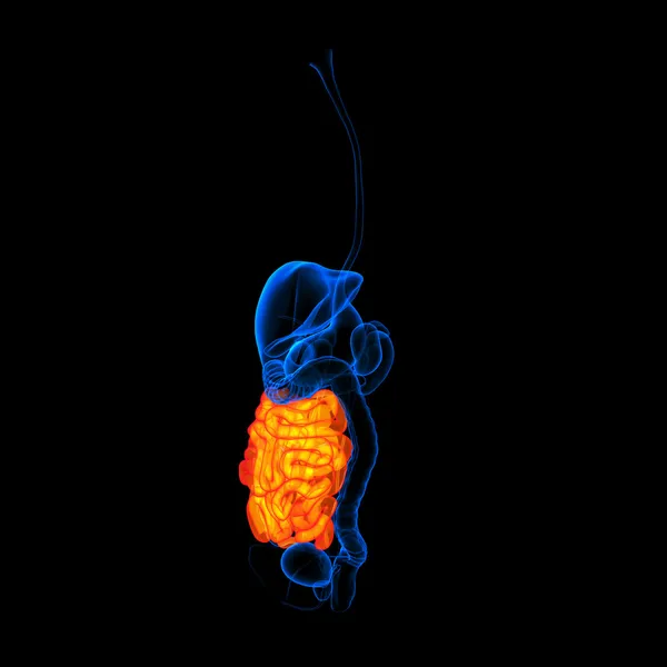 Sistema digestivo humano intestino delgado de color rojo - vista lateral —  Fotos de Stock