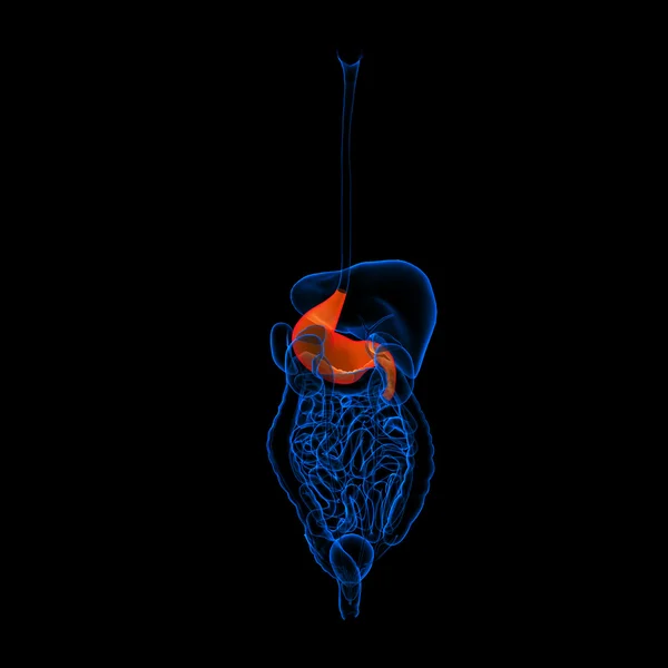 Sistema digestivo umano stomaco di colore rosso - vista posteriore — Foto Stock