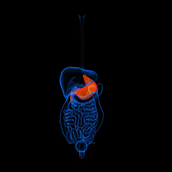 Sistema digestivo humano estómago de color rojo - vista frontal — Foto de Stock