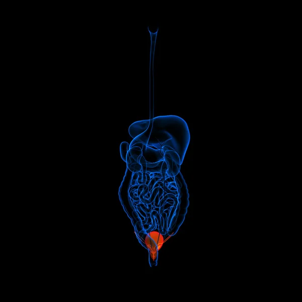 Menselijke spijsverteringsstelsel urinebuis rood gekleurde - achteraanzicht — Stockfoto