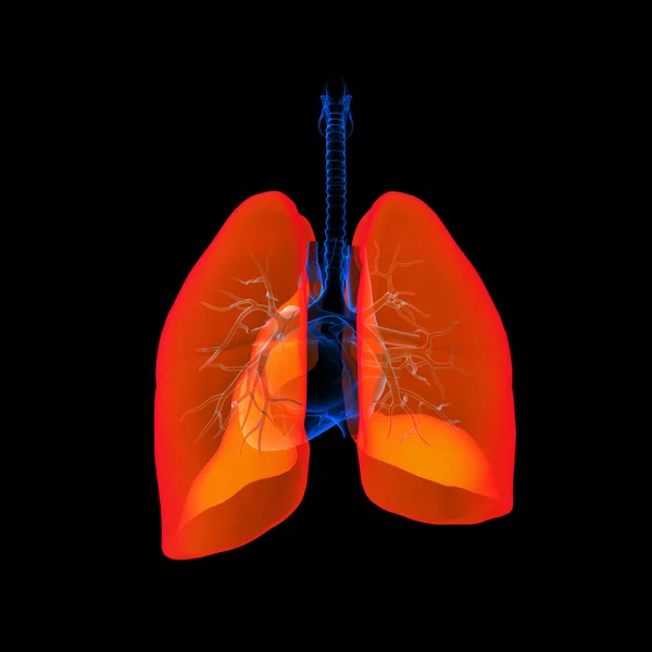 Sistema respiratorio humano de color rojo pulmón - vista posterior —  Fotos de Stock