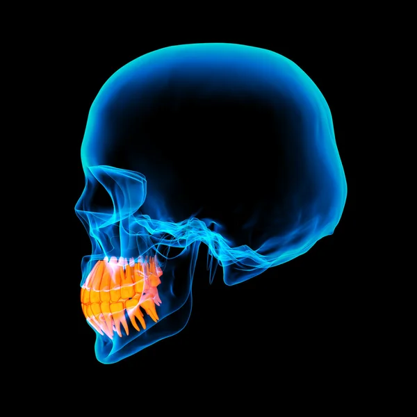 Skull with visible teeth - side view — Stock Photo, Image