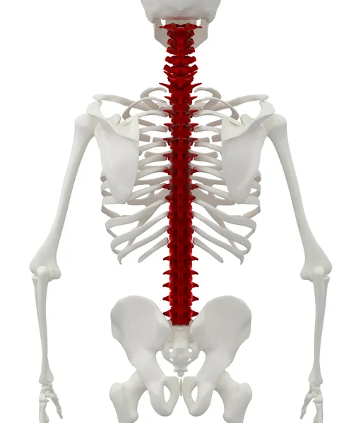 Skeleton of the man with the backache. — Stock Photo, Image