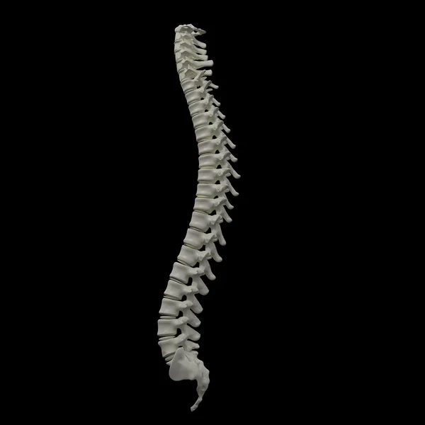 Ilustração renderizada 3d - coluna vertebral humana — Fotografia de Stock