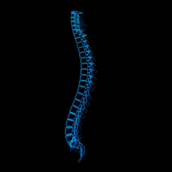 Ilustração renderizada 3d - coluna vertebral humana — Fotografia de Stock