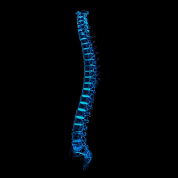 Ilustração renderizada 3d - coluna vertebral humana — Fotografia de Stock