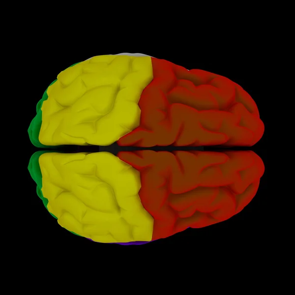 Brain-cerebrum - Человеческий мозг сверху — стоковое фото