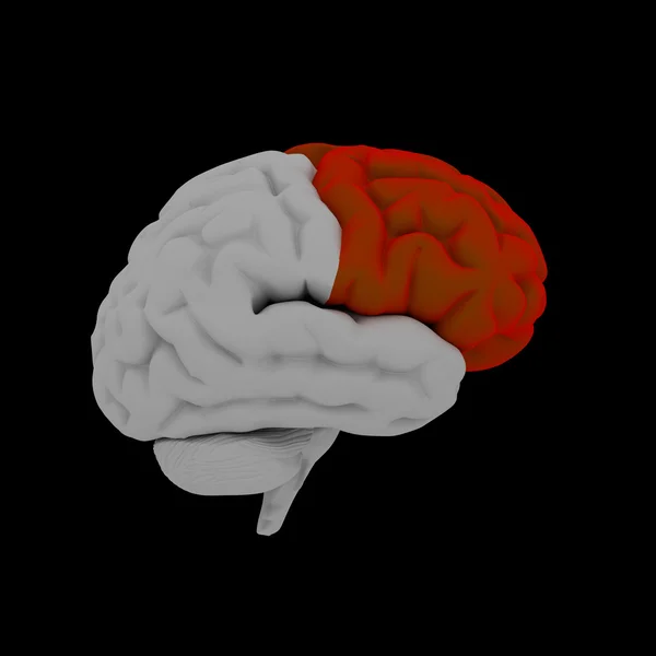 Frontal lob - insan beyni yan görünümü — Stok fotoğraf