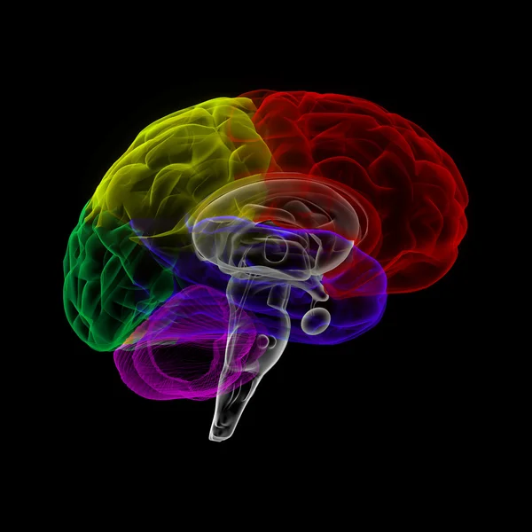 Human brain in x-ray view — Stock Photo, Image