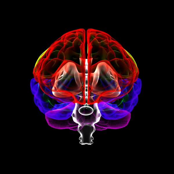 X 線-正面で人間の脳 — ストック写真