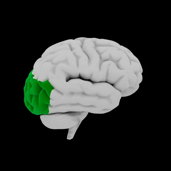 Затылочная доля - мозг человека с боковым видом — стоковое фото
