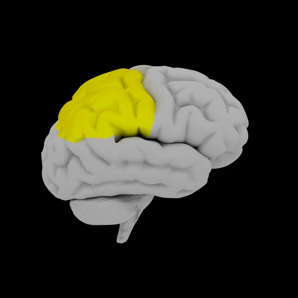 Париетальная доля - мозг человека с боковым видом — стоковое фото