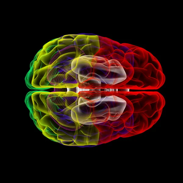 Menneskelig hjerne i røntgenbillede - topbillede - Stock-foto