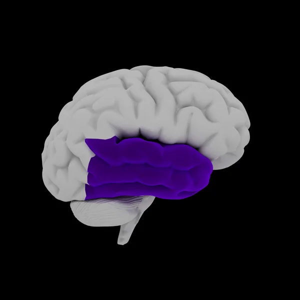 Lóbulo temporal - Cérebro humano em visão lateral — Fotografia de Stock