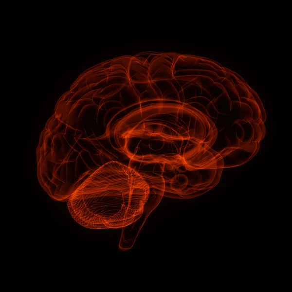 Human brain in x-ray view — Stock Photo, Image