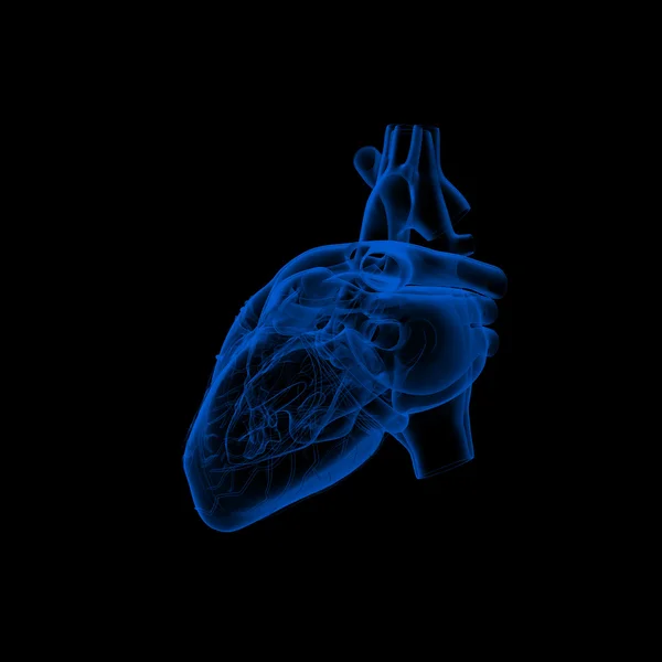 Menselijk hart - anatomie - zijaanzicht — Stockfoto