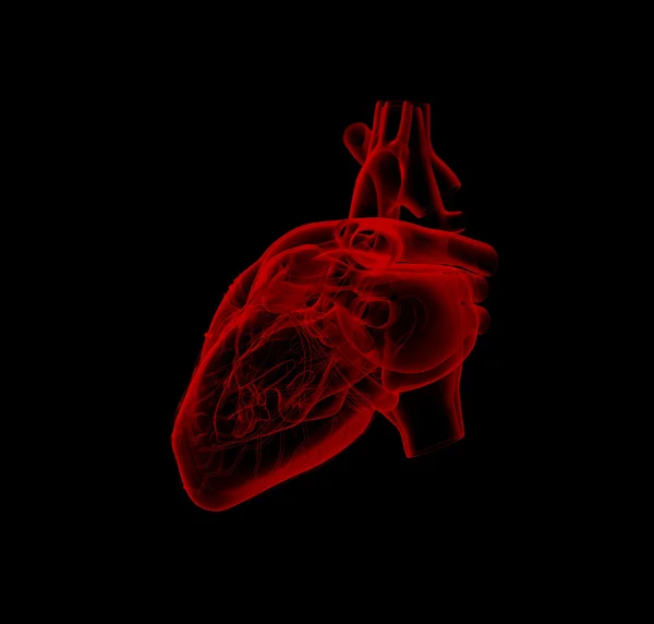 Serce człowieka - anatomia — Zdjęcie stockowe