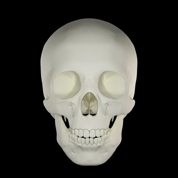 Skull — Stock Photo, Image