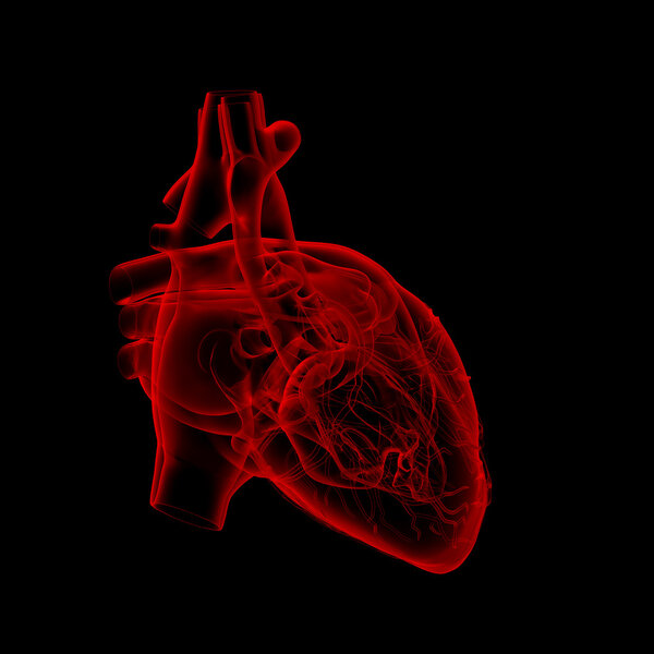 Human heart - anatomy