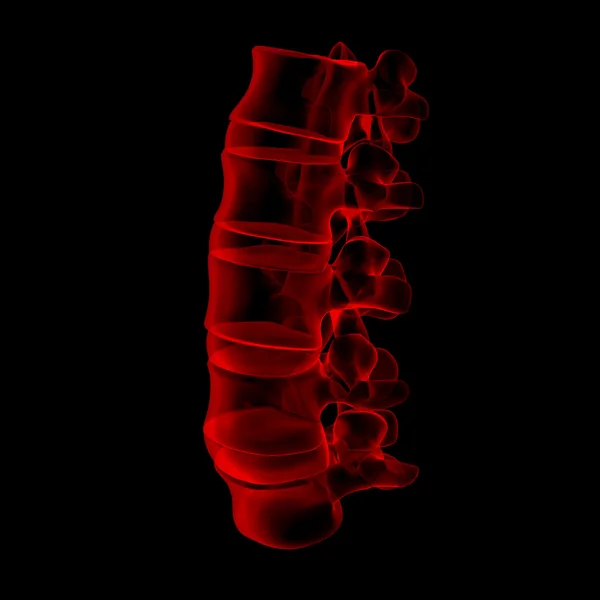 3 d レンダリングされた図腰椎側面ビュー — ストック写真