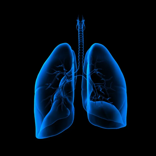 Ilustración médica 3D - vista posterior de los pulmones —  Fotos de Stock