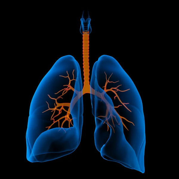 Ilustracja medyczny - płuca widoczne oskrzela-widok z przodu — Zdjęcie stockowe