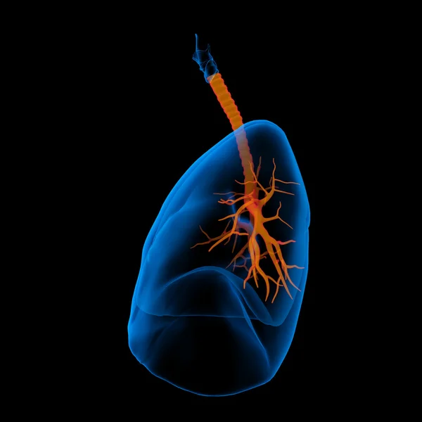 Ilustración médica en 3D: pulmones con vista lateral visible de los bronquios —  Fotos de Stock