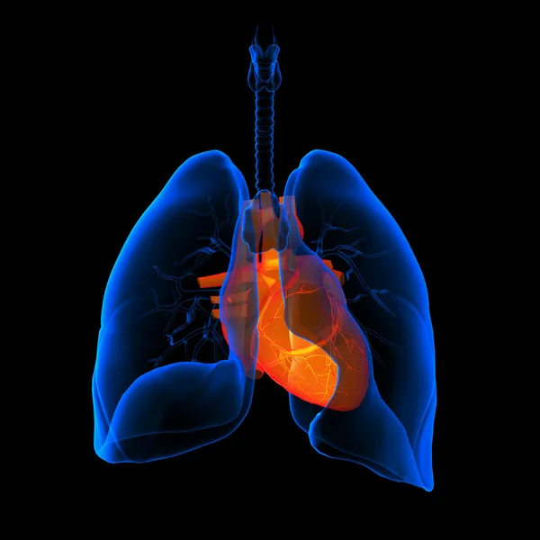 Illustrazione medica 3D - polmoni con vista cuore-schiena visibile — Foto Stock