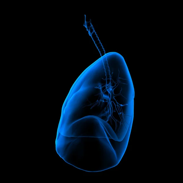 3d 医疗插画-肺侧视图 — 图库照片