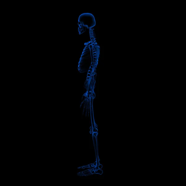 3D-gerenderde skelet op een zwarte achtergrond — Stockfoto