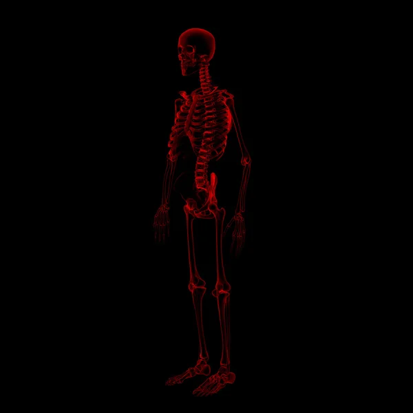3d reso scheletro su uno sfondo nero — Foto Stock