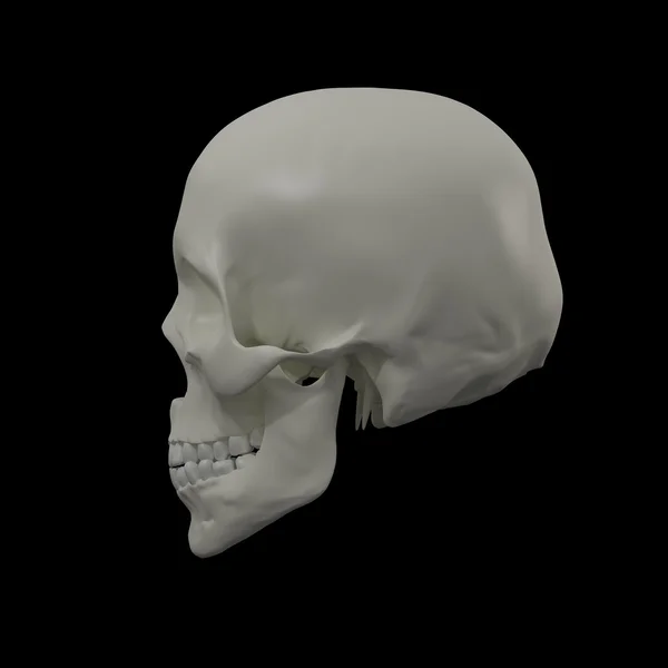 Crânio no fundo preto — Fotografia de Stock