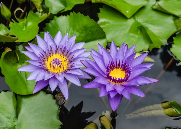 Lotus violet fleuri — Photo