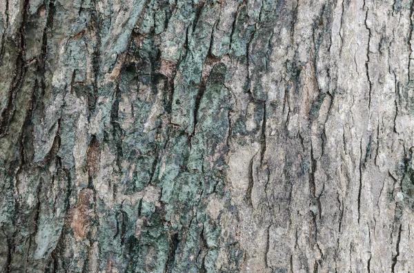 Textura de la piel del árbol — Foto de Stock