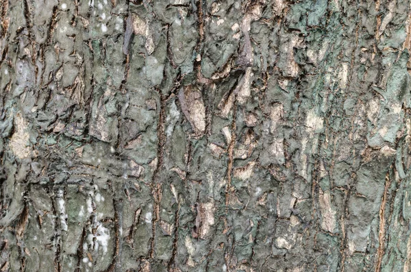 Drzewo strukturę skóry — Zdjęcie stockowe