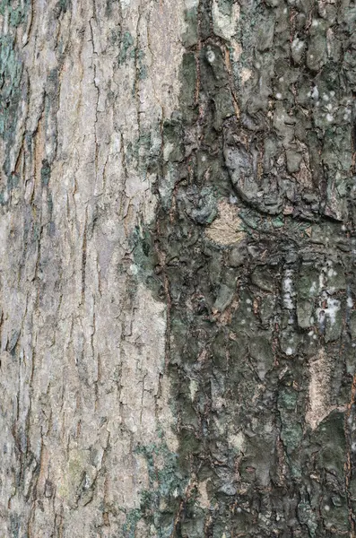 Textura de la piel del árbol — Foto de Stock