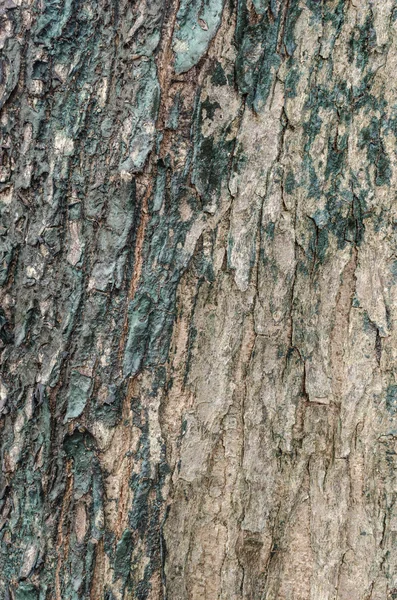 Textura de la piel del árbol —  Fotos de Stock