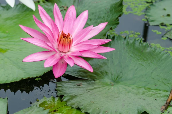 Flor de loto rosa —  Fotos de Stock