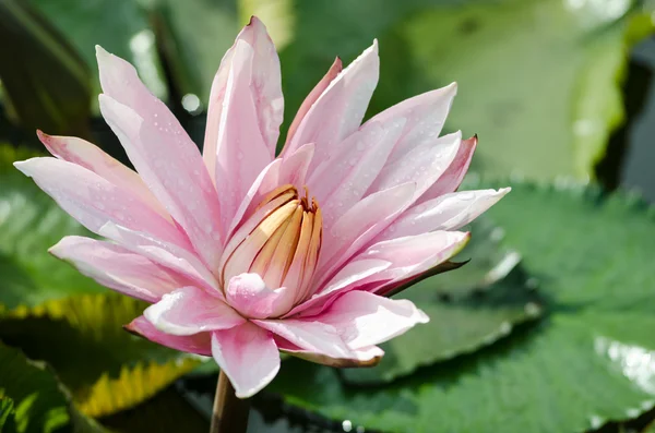 Flor de loto rosa —  Fotos de Stock