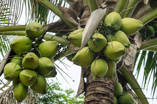 Coconuts Hanging on Palm Tree — Stock Photo, Image