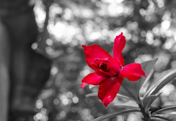 Red impala lily or desert rose — Stock Photo, Image