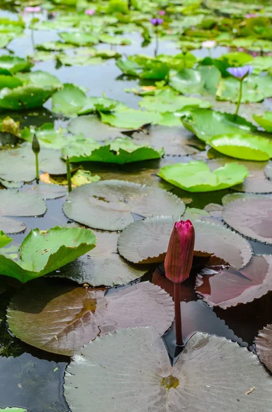 Fleurs de lotus rose dans un jardin — Photo