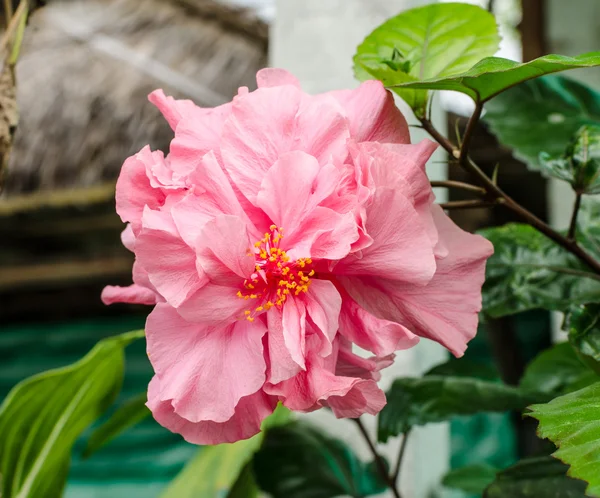 Pink hibiscus in garden. — Stock Photo, Image