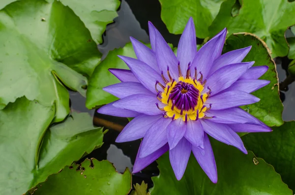 Lotus violet fleuri — Photo