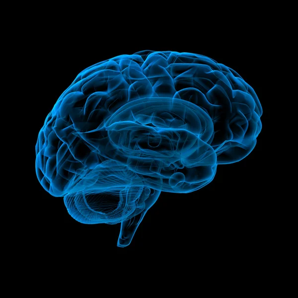 Человеческий мозг в рентгеновском обзоре — стоковое фото